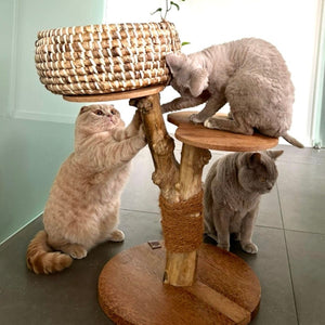 Martin Sellier Arbre à chats Caféier