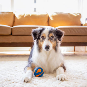 Chuckit! Ultra Squeaker Ball