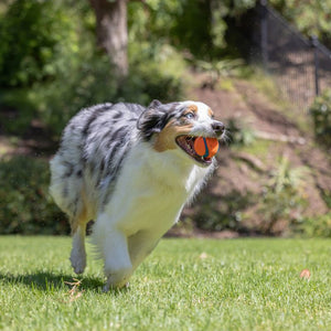Chuckit! Ultra Ball