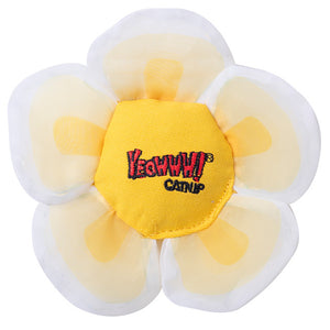 Yeowww! Catnip Daisy Flowers