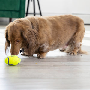 KONG AirDog Squeaker Football