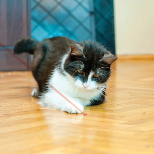 KONG Laser Pointer