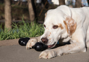 KONG Extreme Goodie Bone