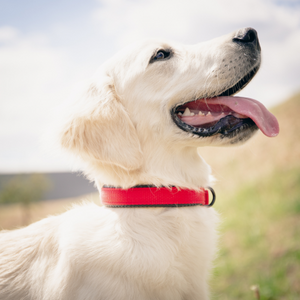 Martin Sellier Collier Chien Nylon Uni Droit Confort