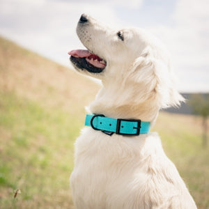 Martin Sellier Collier Chien Nylon Uni Droit Confort