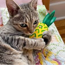 Yeowww! Catnip Pineapple