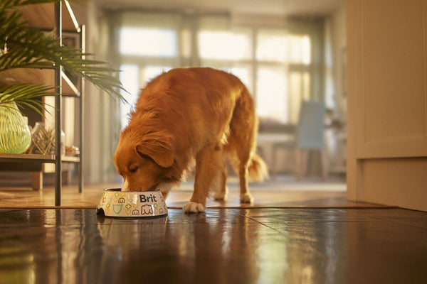Comment choisir les croquettes pour son chien