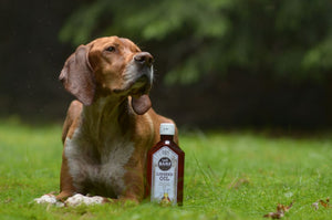 Compléments alimentaires pour chien : articulations, pelage et vitamines
