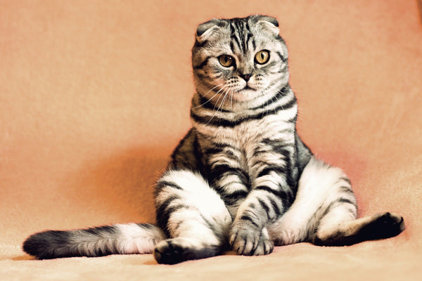 Pourquoi stériliser son chat ? Tout ce qu'il faut savoir