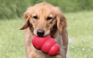 Les meilleurs jouets Kong pour chiens mordeurs