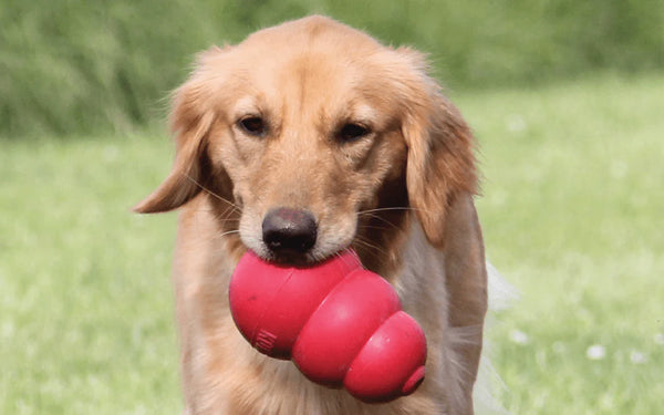 Les meilleurs jouets Kong pour chiens mordeurs