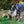Kong Shakers Honkers Duck