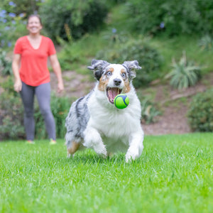 Chuckit! Peanut Butter Sniff Fetch Ball M