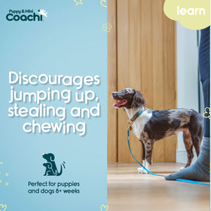Coachi Longe d'Entrainement pour chiots et chiens mini 2.5 m