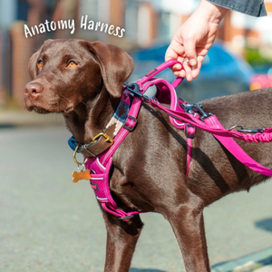 Halti Harnais Anatomy