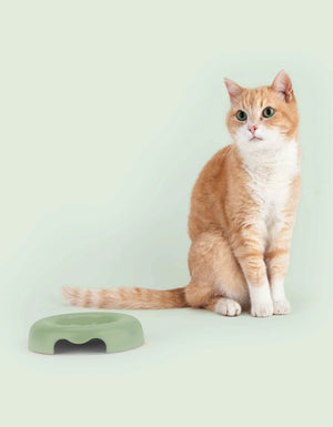 Kitty Gamelle pour chats