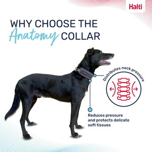 Halti Collier Anatomy