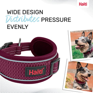 Halti Collier Anatomy