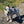 Halti Harnais Walking