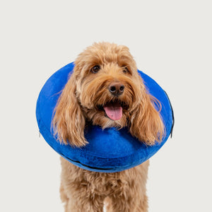 Kong Cloud Collerette Gonflable