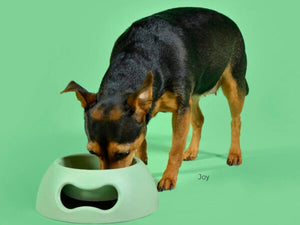 Pappy Gamelle pour chiens