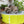 Martin Pool pour chiens